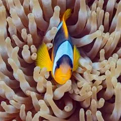 Anemonenfisch