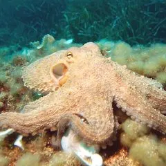 Oktopus