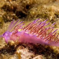 Nacktschnecke
