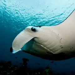Manta