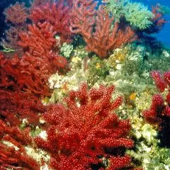 Gorgonie