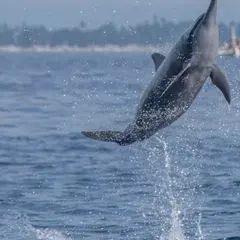 Delfin